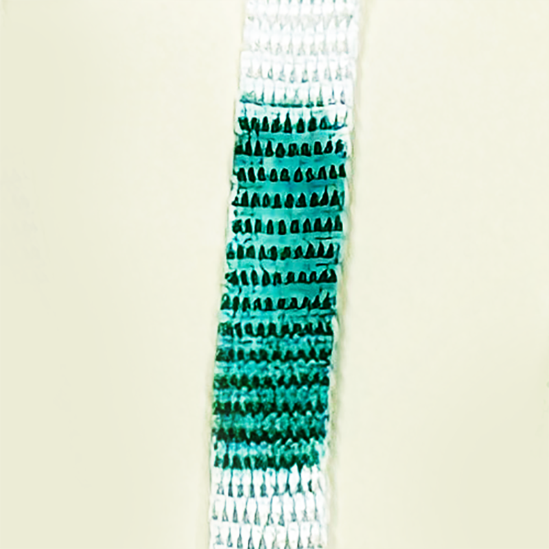 Tufting Tape, Euro with Plastic Clip(s)